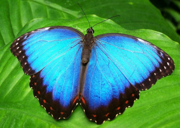 4. Blue Morpho Butterfly