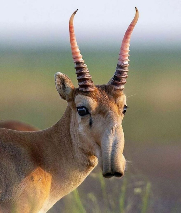 Saiga Antelope Aka Mongolian Saiga (Saiga Tatarica) Is Critically Endangered Species That Evolved In Isolation. Their Unusual Nose Helps Them Process The Cold And Dusty Air In Their Habitat