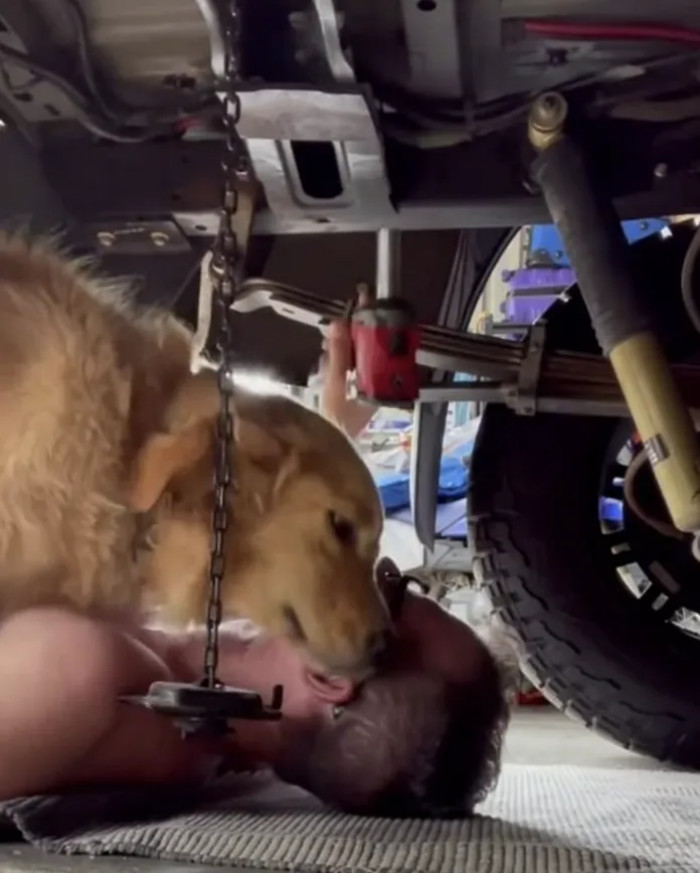In a heart-melting scene, the affectionate Golden Retriever, insists for some cuddles