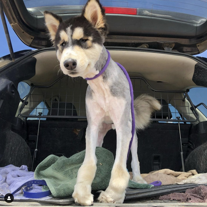 50. Safe to say that dog will remain inside the car until the fur grows back