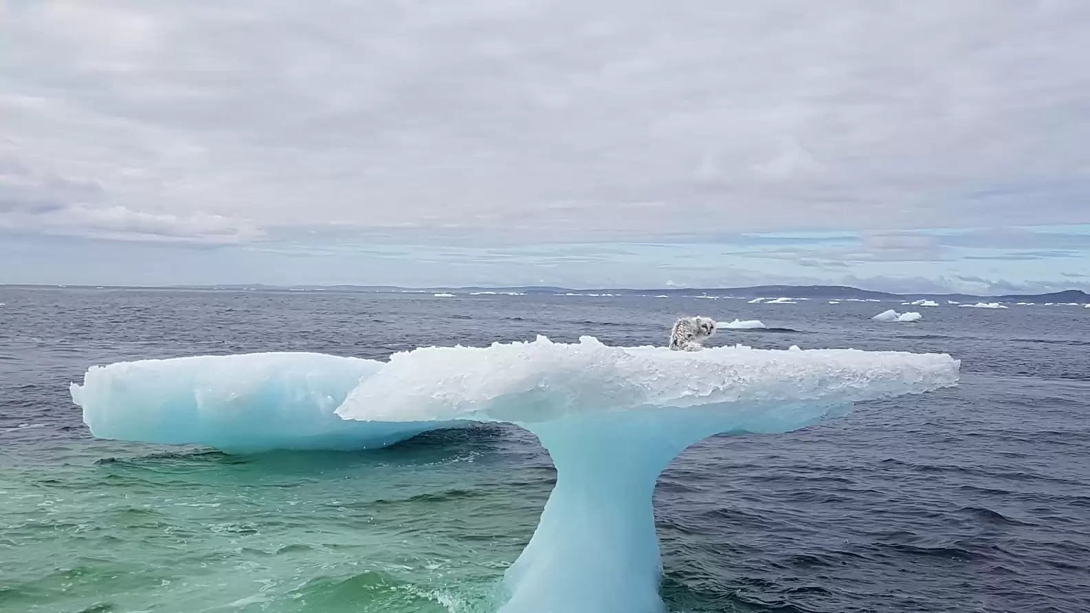 Mallory Harrigan and her crew spotted a large, mushroom-shaped iceberg off the Labrador coast and found a surprising passenger on top – initially thought to be a baby seal.