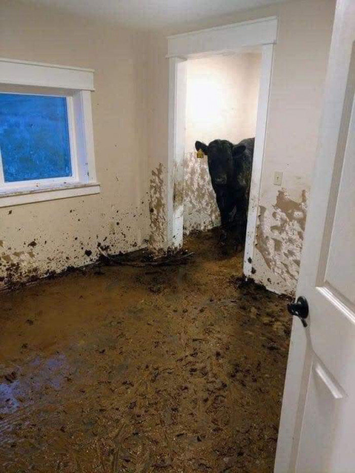 3. “A small herd of Cows found their way into a newly built home in Montana and lived inside for about a month before being noticed.”