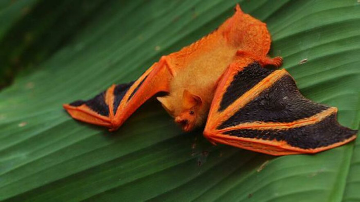 The Painted Bat (Kerivoula Picta) Is Extremely Colorful For A Bat, And For A Mammal In General