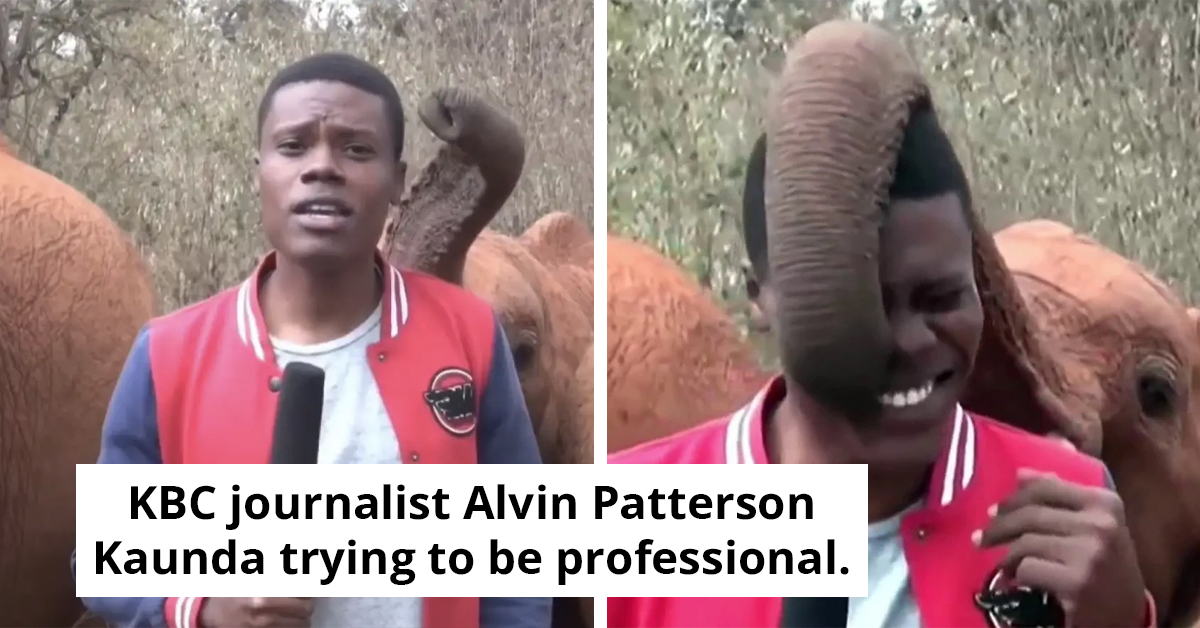 Cheeky Baby Elephant Steals The Show During News Report