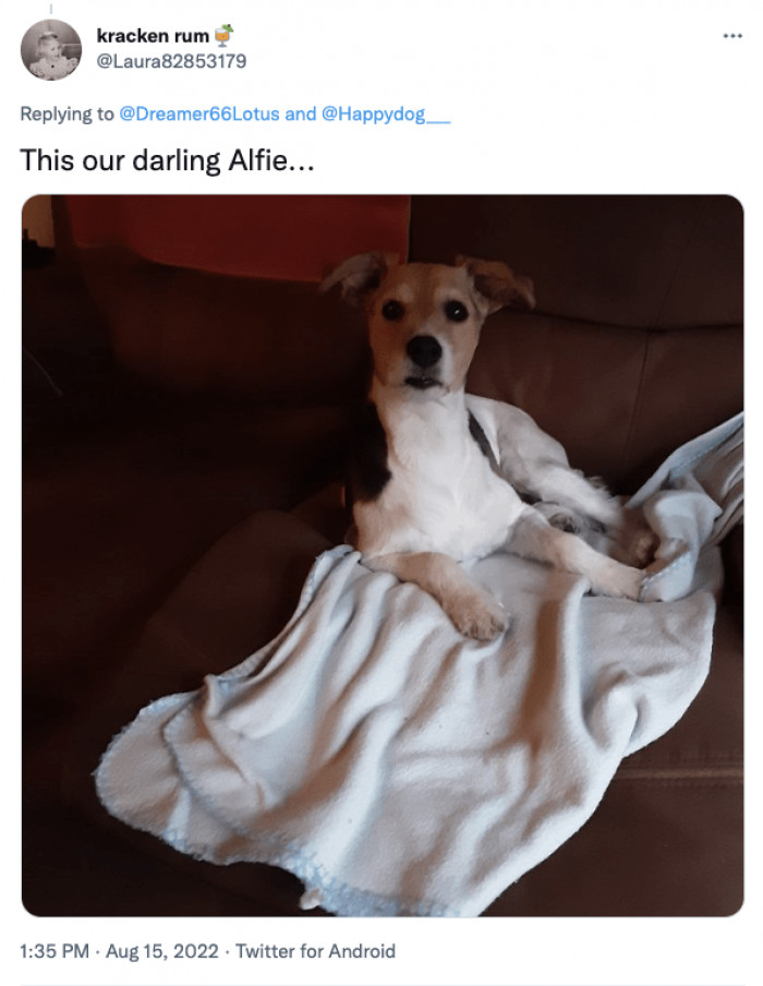 Beautiful Thread Of Thankful Dogs Shedding Joyous Tears After Being