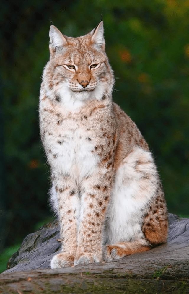 5. That is one cute Bobcat