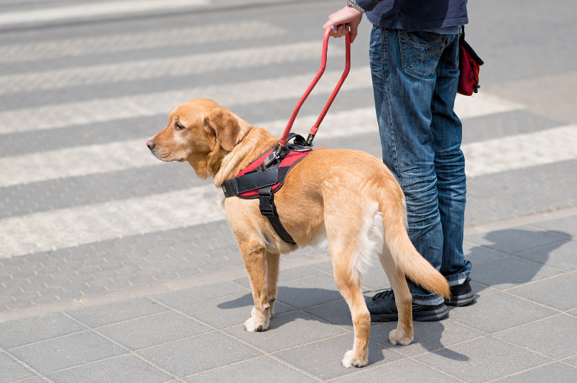 Petting guide dogs = Using a wheelchair that's still in use