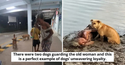 Two Stray Dogs Gain Forever Love When They Take On The Role Of Protecting A Blind Elderly Woman Sleeping Outside