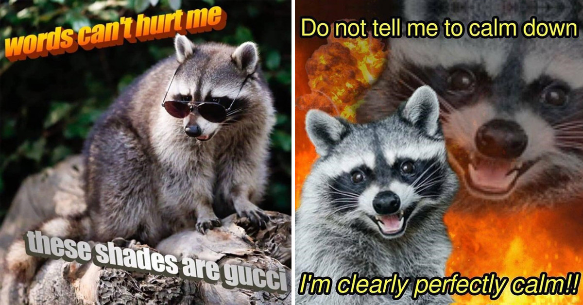 Raccoon Memes You Didn't Know You Needed In Your Life