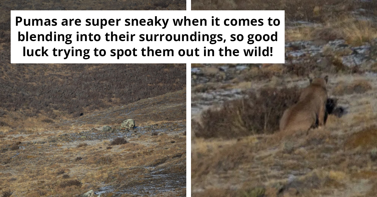 Find The Elusive Puma In This Startling Wildlife Image