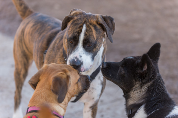 Consult a dog trainer first, before allowing it to mingle with other dogs.