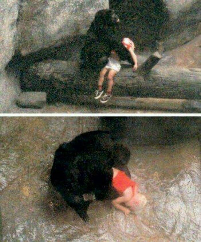 36. August 19, 1996, at the Brookfield Zoo in Illinois, a female gorilla named Binti Jua gained global attention by cradling a 3-year-old boy who had fallen approximately 20 feet into her enclosure after he had wandered away from his mother and breached a barrier at the Western Lowland Gorilla pit