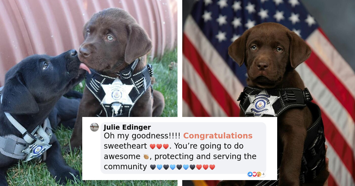 Adorable Moment K9 Puppy Falls Asleep During Inauguration Ceremony Has Warmed People's Hearts
