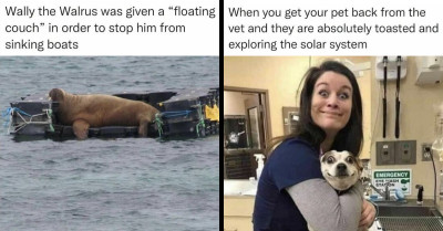 If You Are Feeling Down, These 50 Uplifting Pics And Memes Might Brighten Your Day