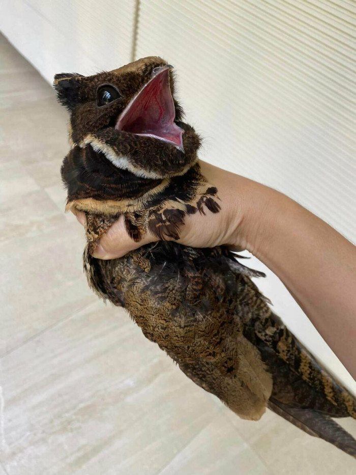 Great Eared Nightjar (Lyncornis Macrotis) Recently Encountred In Thailand
