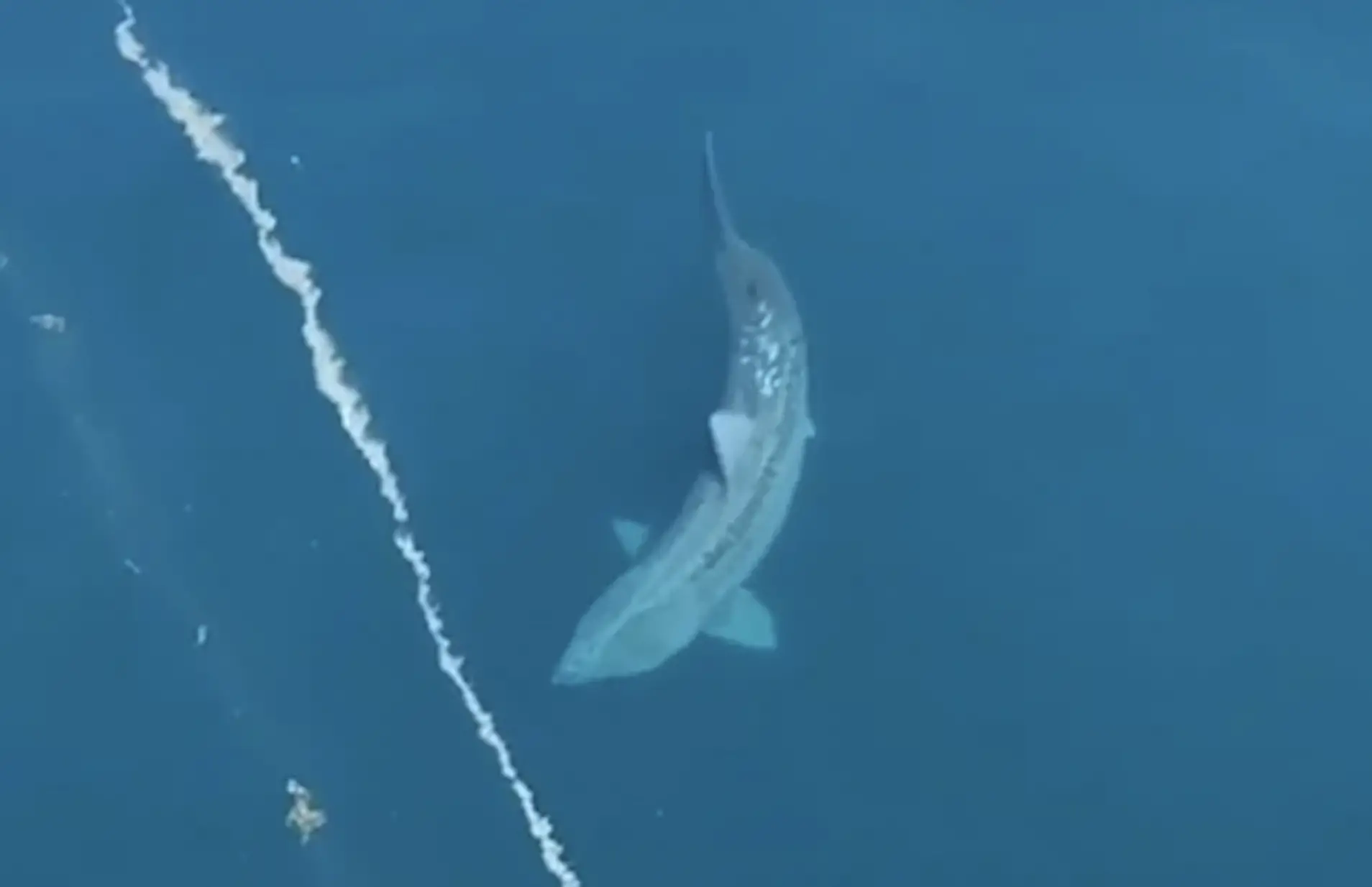 The viral video, garnering 40 million views on TikTok, sparked speculation about a megalodon.