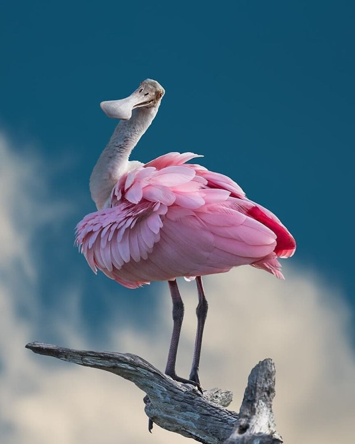 Roseate Spoonbill Aka Platalea Ajaja. I Prefer To Call It A Duckmingo Or A Fluck