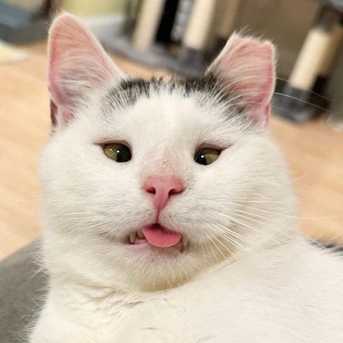 “In the month that Possum has been here, I’ve fallen in love with his sweet disposition, gentle manner, and cute little face. (He bleps all the time!).”