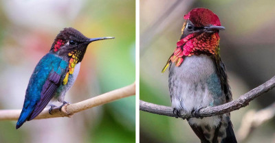 Meet One Of Nature's Smallest And Evolutionary Marvel, The Stunning Bee Hummingbird