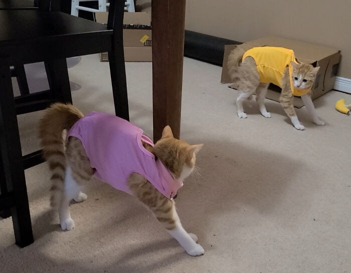 17. Today, the user's two feline friends underwent the snip-snip operation, and once they were decked out in their stylish surgery attire, they stared at each other like they'd stumbled into a kitty masquerade ball without an invite!