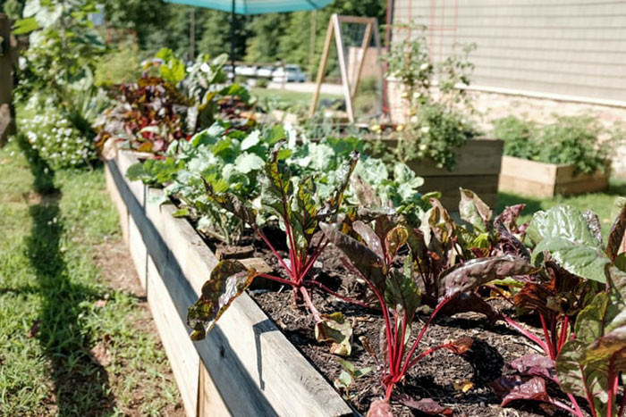 11. Go for high-yield veggies in your garden.