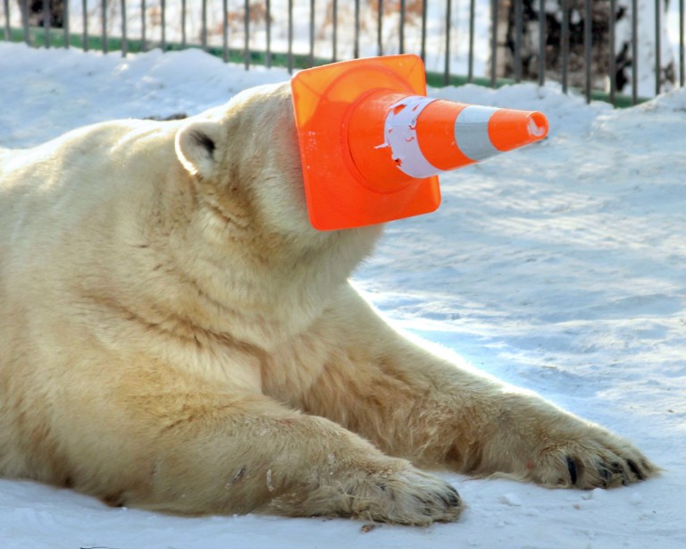 Gosha the polar bear got a cone stuck on her face