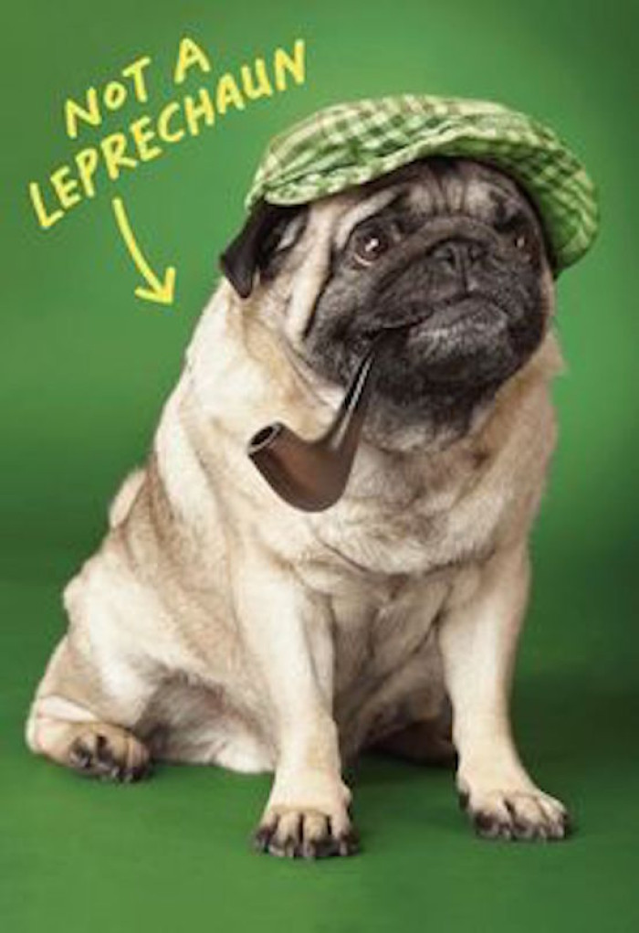 16. Shamrockin' Pups: When Dogs Embrace Their Inner Irish for St. Patrick's Day