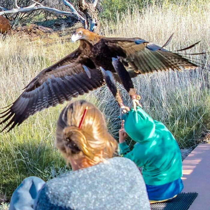 45. At the nature park, they chose to attend a bird show. A young boy dressed in green repeatedly zipped and unzipped his jacket. The wedge-tailed eagle was clearly disturbed by this behavior.