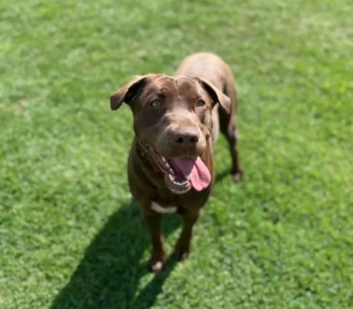 Sara Fitzwater’s husband works in a mine, where he noticed an abandoned dog. He took it home and they named it Sadie Kate