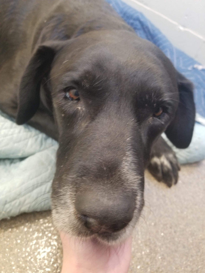 Senior Labrador Retriever That Was Surrendered At A Shelter Gives Birth