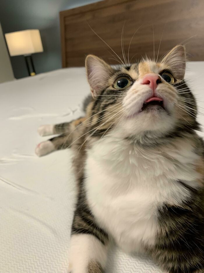1. Penny Decided To Gift Us With A Blep After Helping Make The Bed