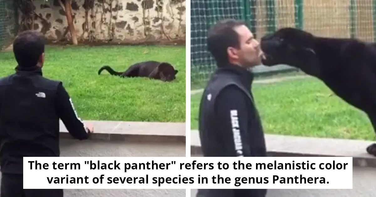 Panther Seeks Affection, Stealthily Approaches Unaware Man