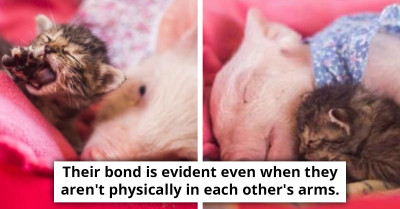 Rescue Piglet And Orphaned Kitten Forge An Adorably Endearing Friendship