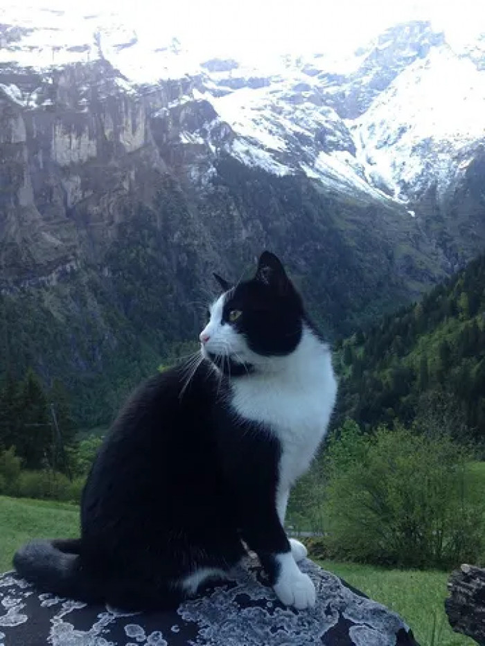 This adorable black and white cat actually saved the life of a hiker who got lost in the Swiss Alps