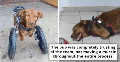 Disabled Puppy Sheds Tears After Being Loved And Cherished For The First Time