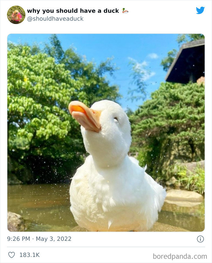 9. Don't you just want to join this duck for a sunbath?