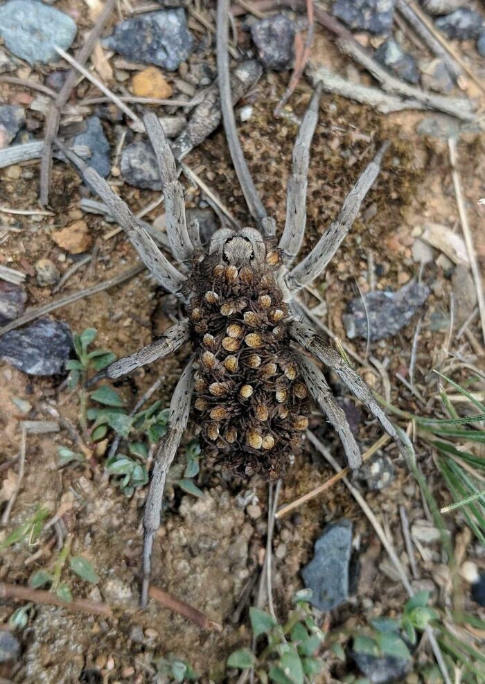 3. This Mother Wolf Spider And Its Babies