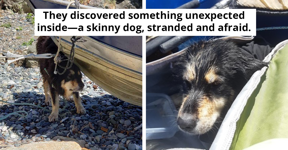 Dog Found Alive After Miraculously Surviving 3 Months In Sea Cave