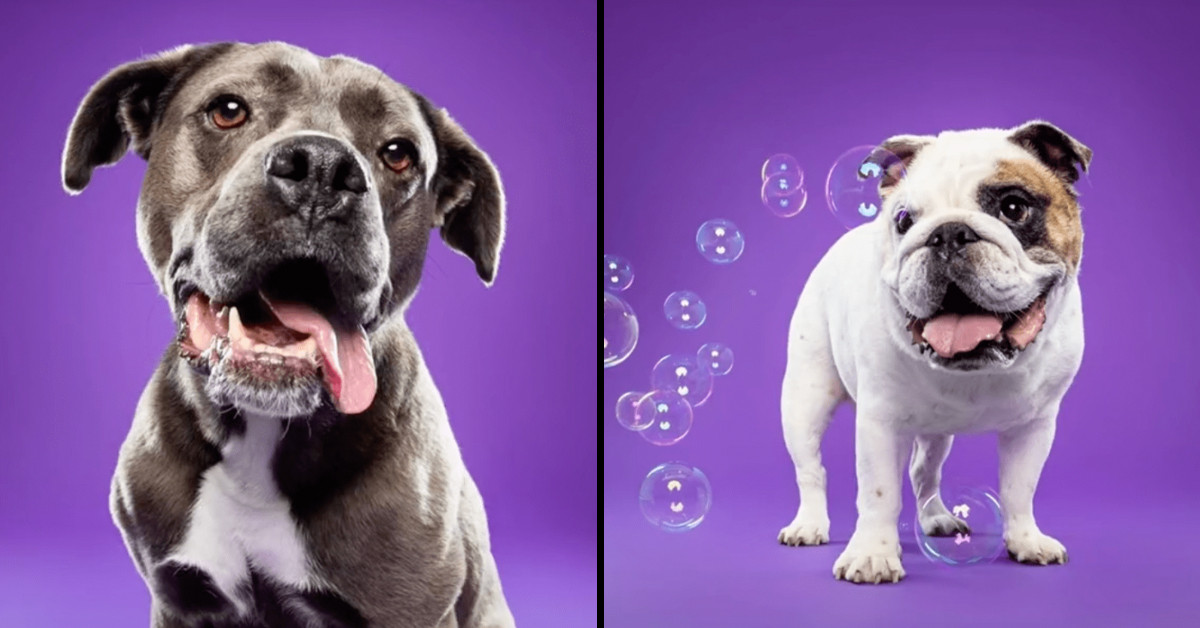 This Dog Photographer Is Turning Dogs Into TikTok Sensations