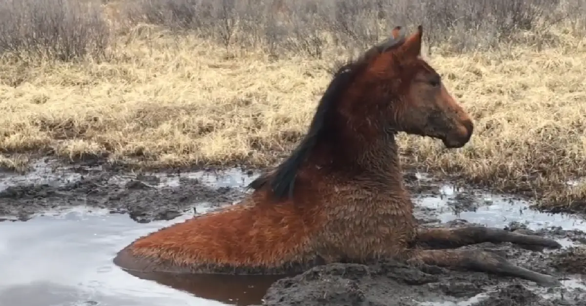 The poor animal is over 75% covered in mud and surrounded by ice.