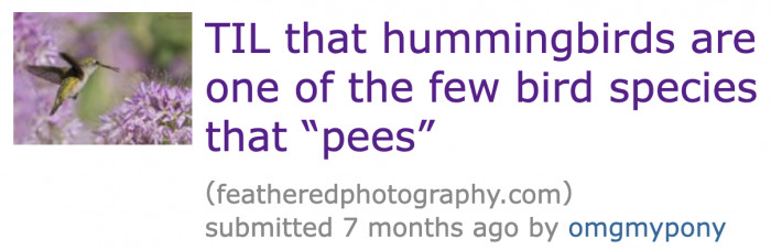 A Redditor shared an interesting fact about hummingbirds with the TIL community.