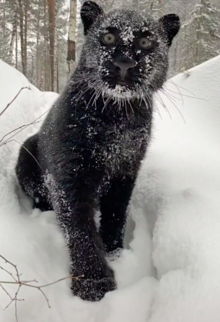 Luna is a 250lb full grown panther living in captivity