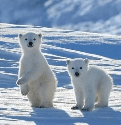 14. Check out this two cute polar bear siblings