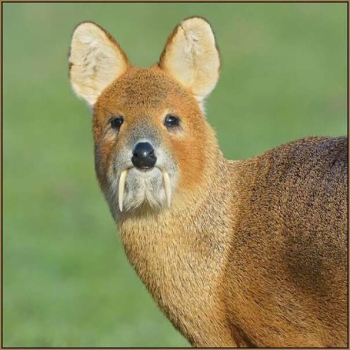 Chinese Water Deer (Hydropotes Inermis)
