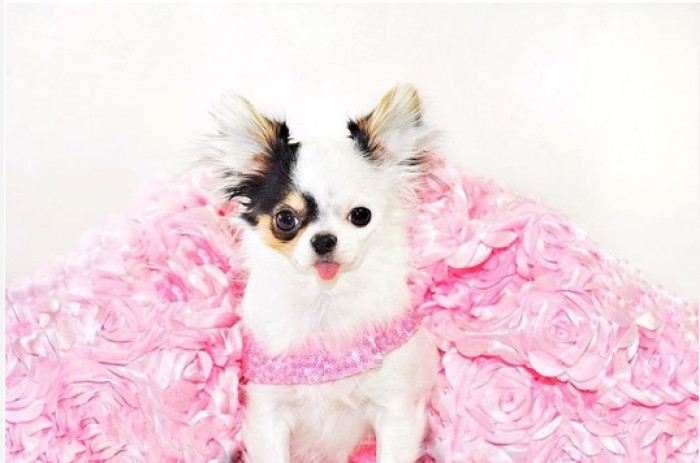 5. This dog is rocking the Couture well