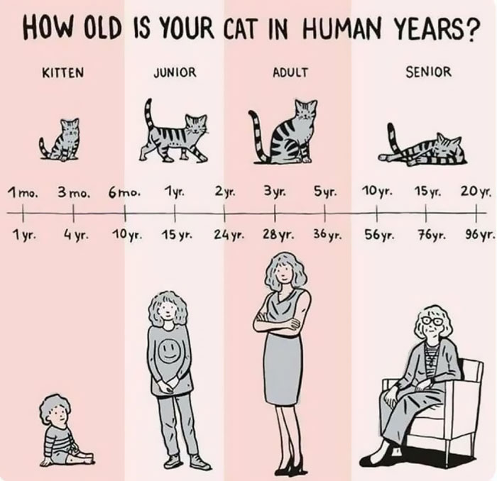 6. Cat years versus human years