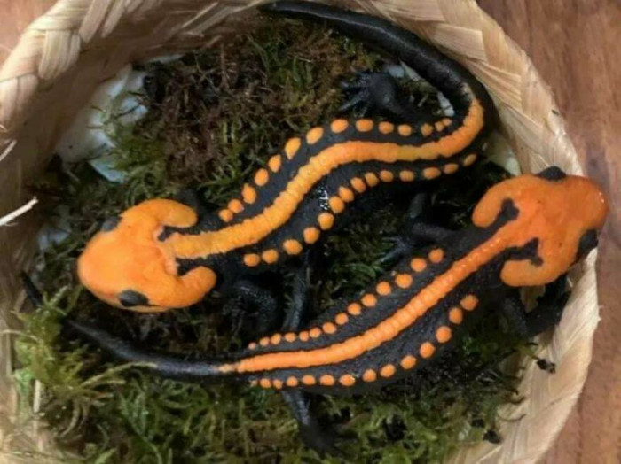 A Newly Discovered And Endangered Species Of Crocodile Newt (Tylototriton Ngoclinhensis)