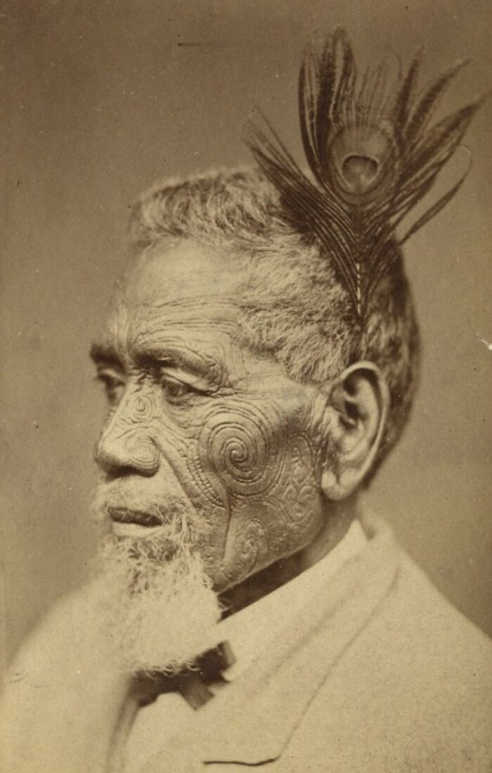 Maori Chief with a tattooed face, wearing a Peacock Feather