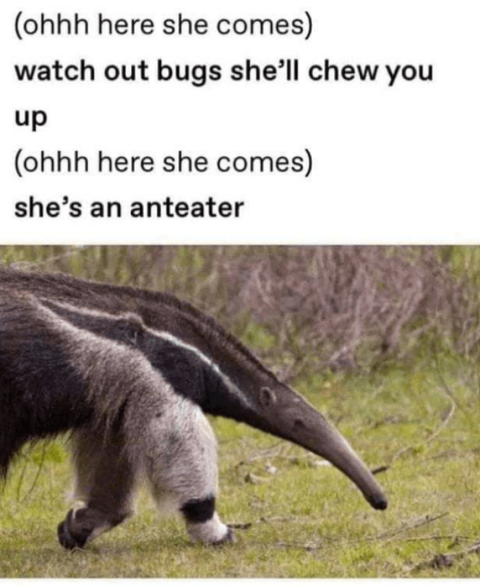 9. Anteater