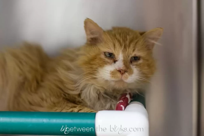 Placed in a new home, Toby felt disoriented and missed the familiar faces of his previous life. He trekked 12 miles to return home